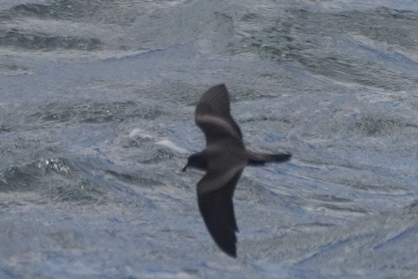 Markham's Storm-Petrel - ML642687356