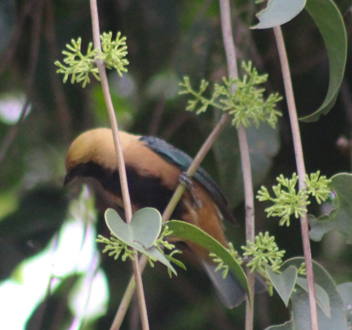 Burnished-buff Tanager - ML642687357