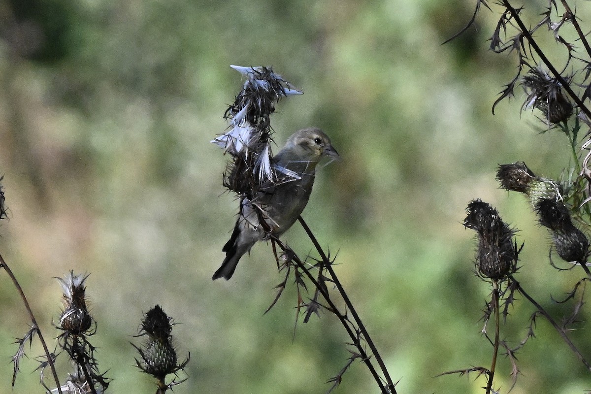 American Goldfinch - ML642687361