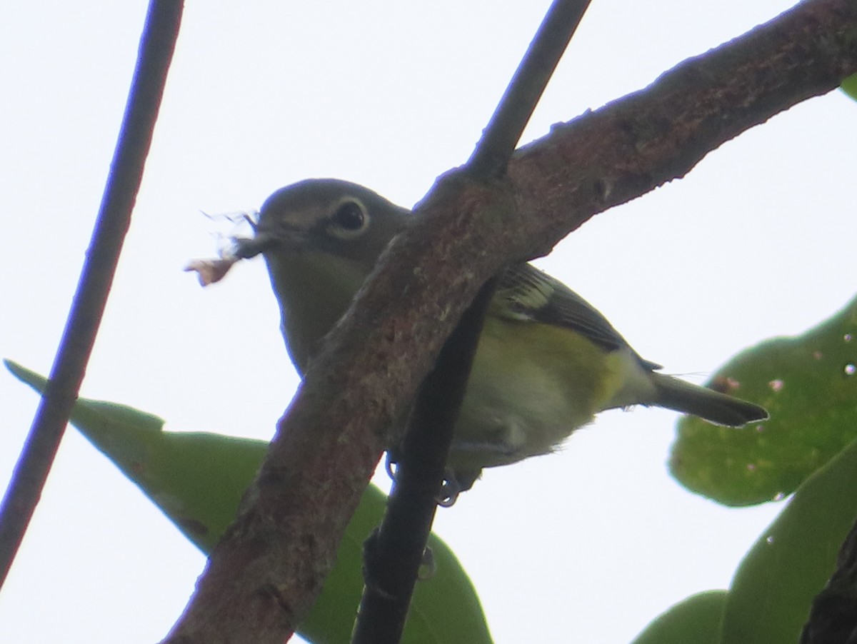Mavi Başlı Vireo - ML642687368