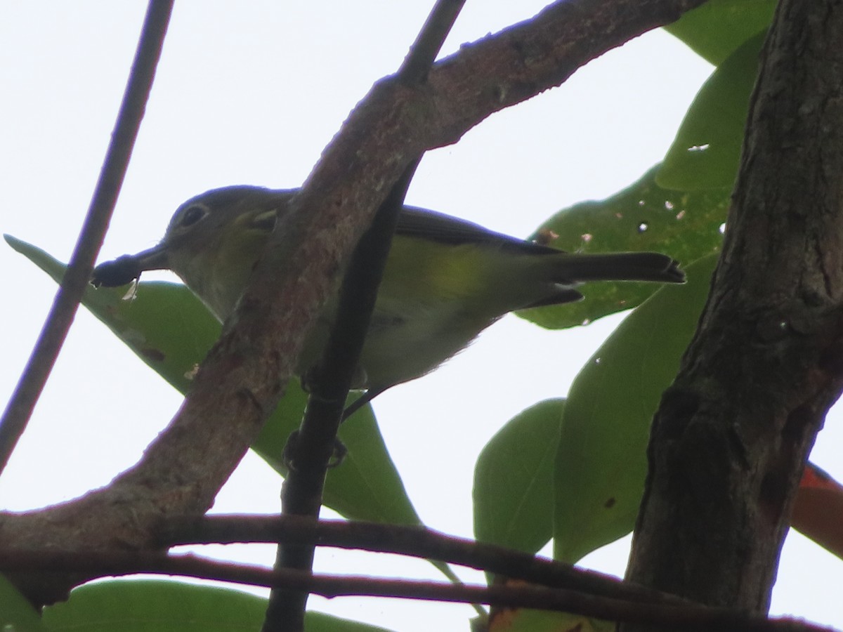 Mavi Başlı Vireo - ML642687369