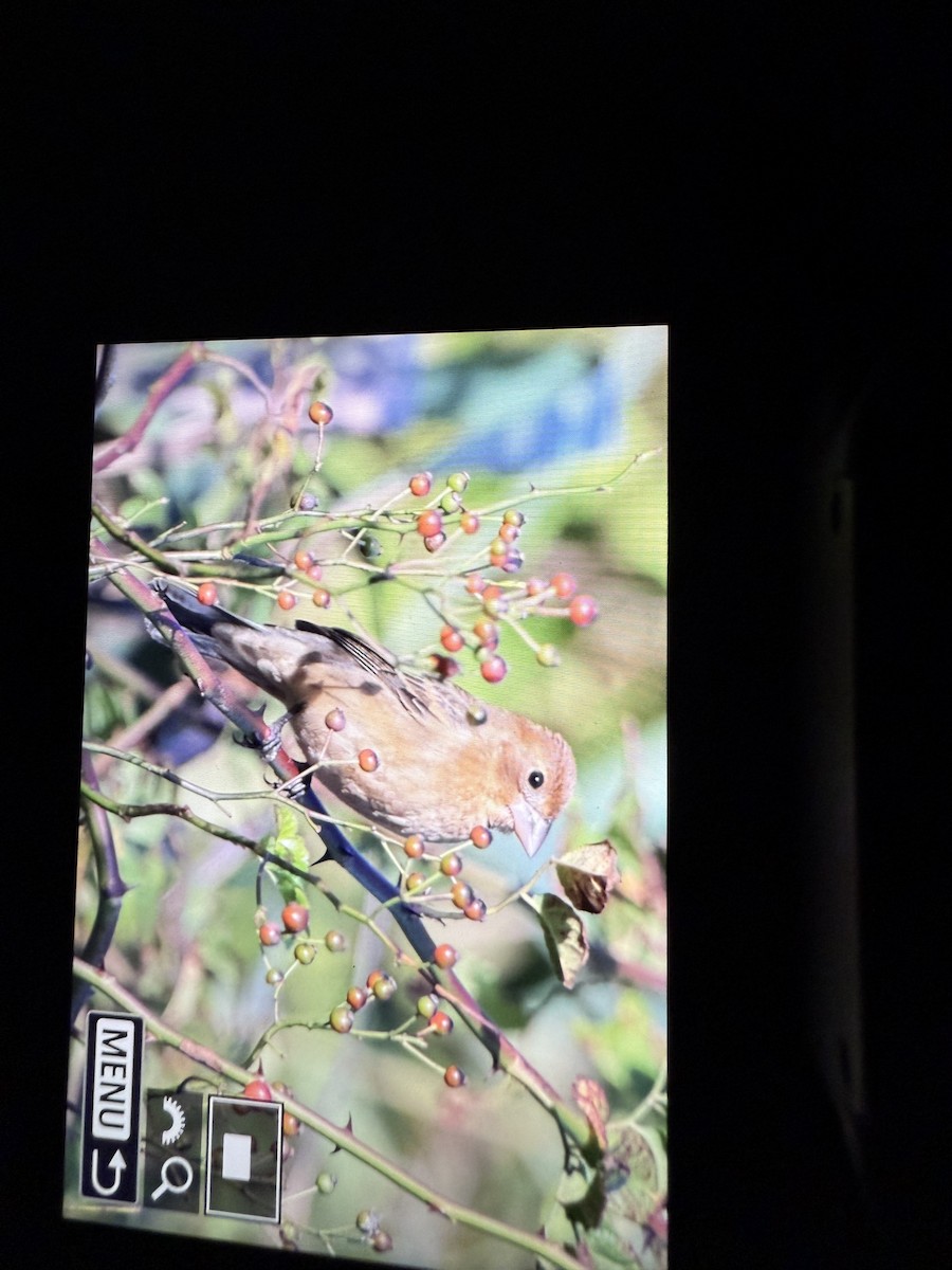 Blue Grosbeak - ML642687390