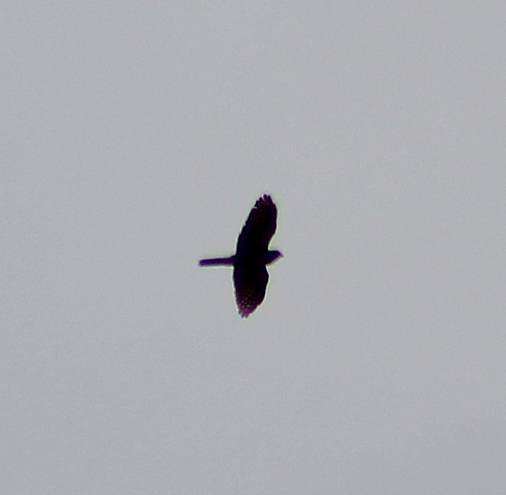 Rufous-thighed Kite - ML642687409