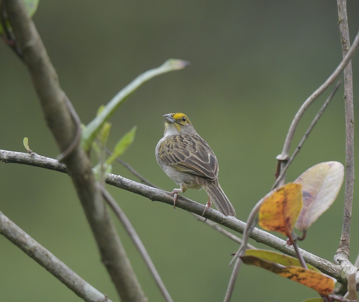 Yellow-browed Sparrow - ML642687415