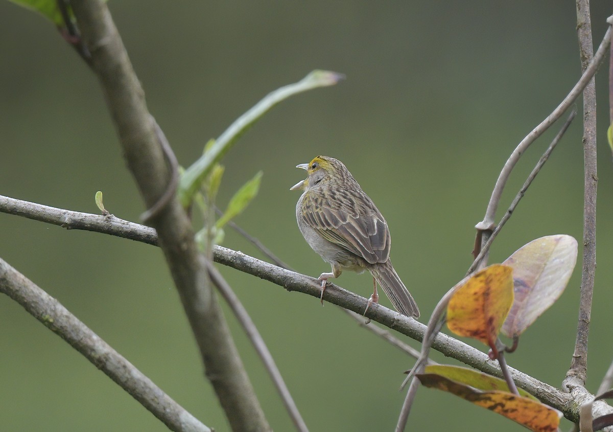 Yellow-browed Sparrow - ML642687416
