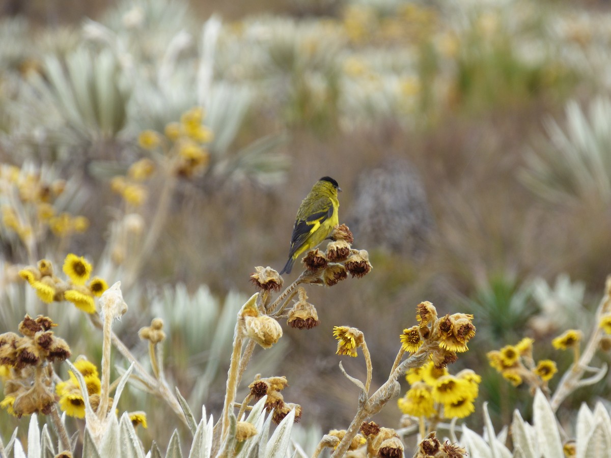 Andean Siskin - ML642687425