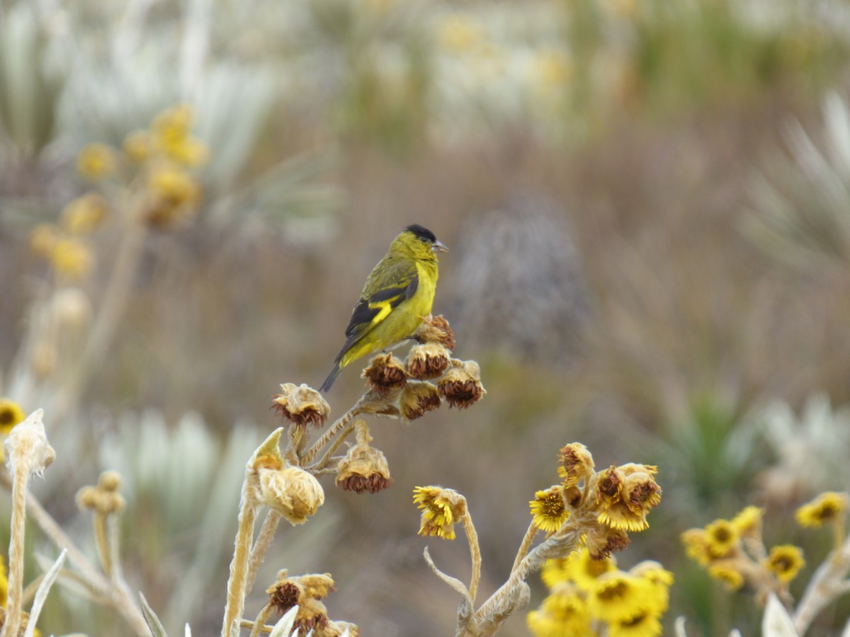 Andean Siskin - ML642687426