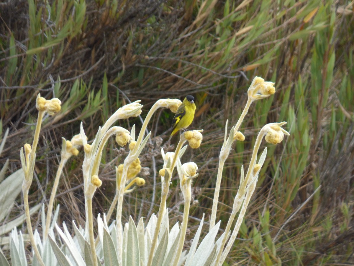 Andean Siskin - ML642687427