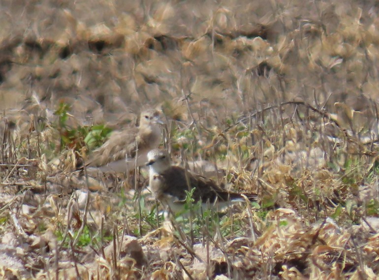 Mountain Plover - ML642687428