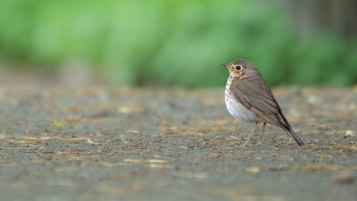 Swainson's Thrush - ML642687435