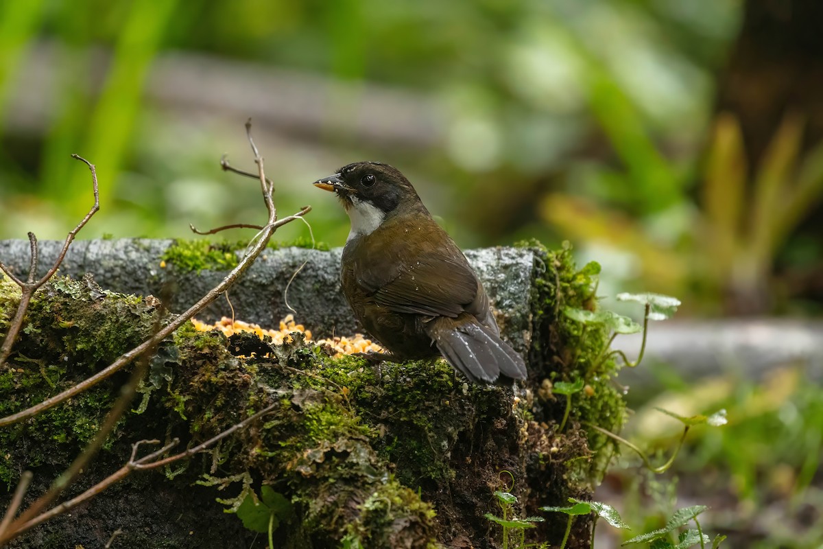 Chestnut-capped Brushfinch - ML642687437