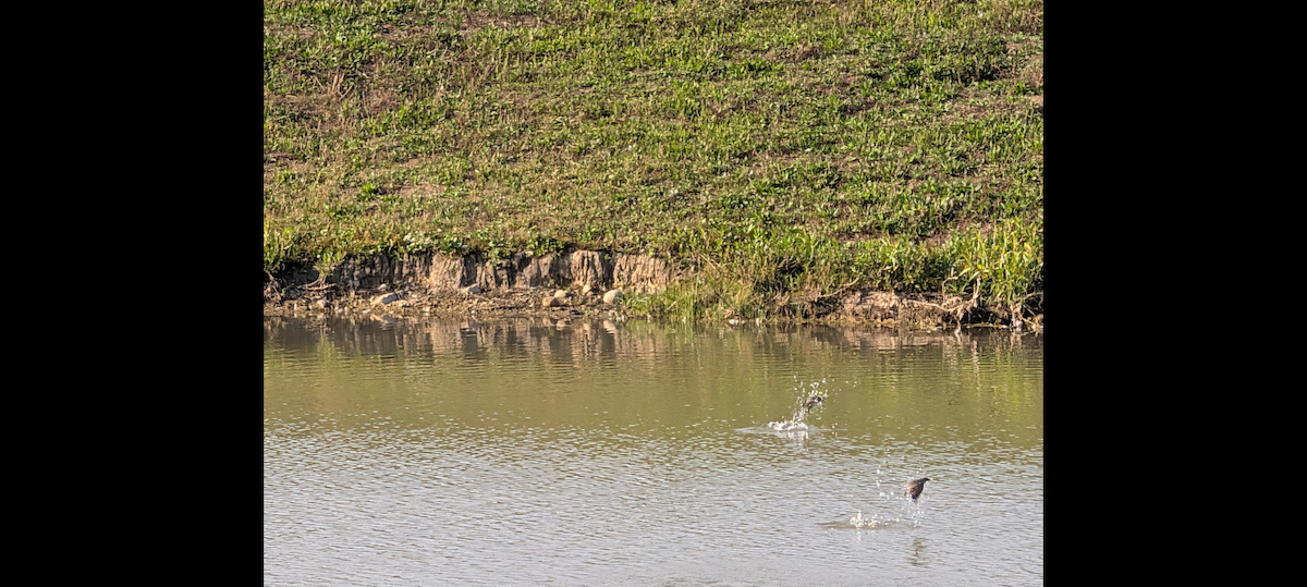 Northern Rough-winged Swallow - ML642687460