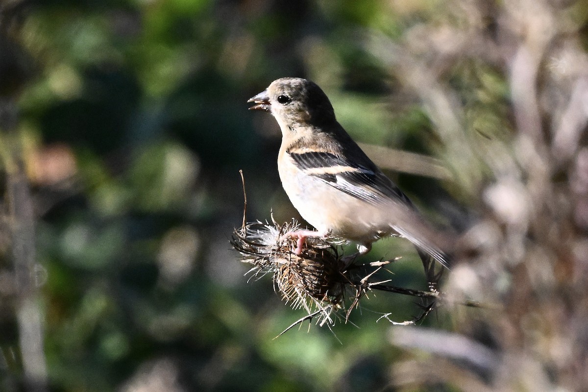 American Goldfinch - ML642687483