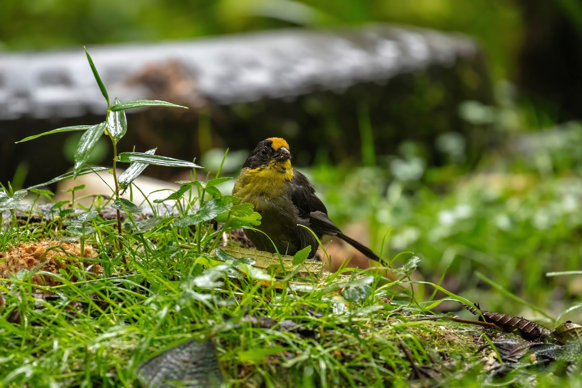 Pale-naped Brushfinch - ML642687498