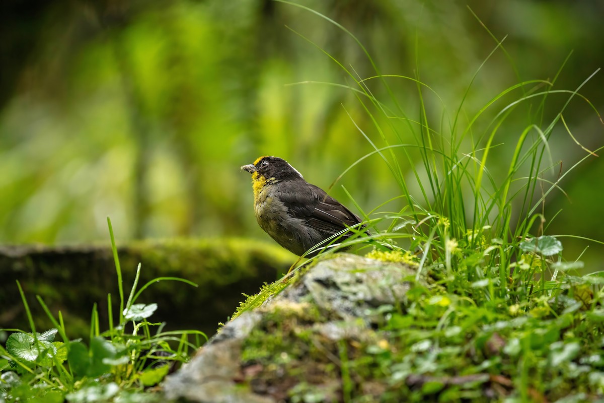 Pale-naped Brushfinch - ML642687499