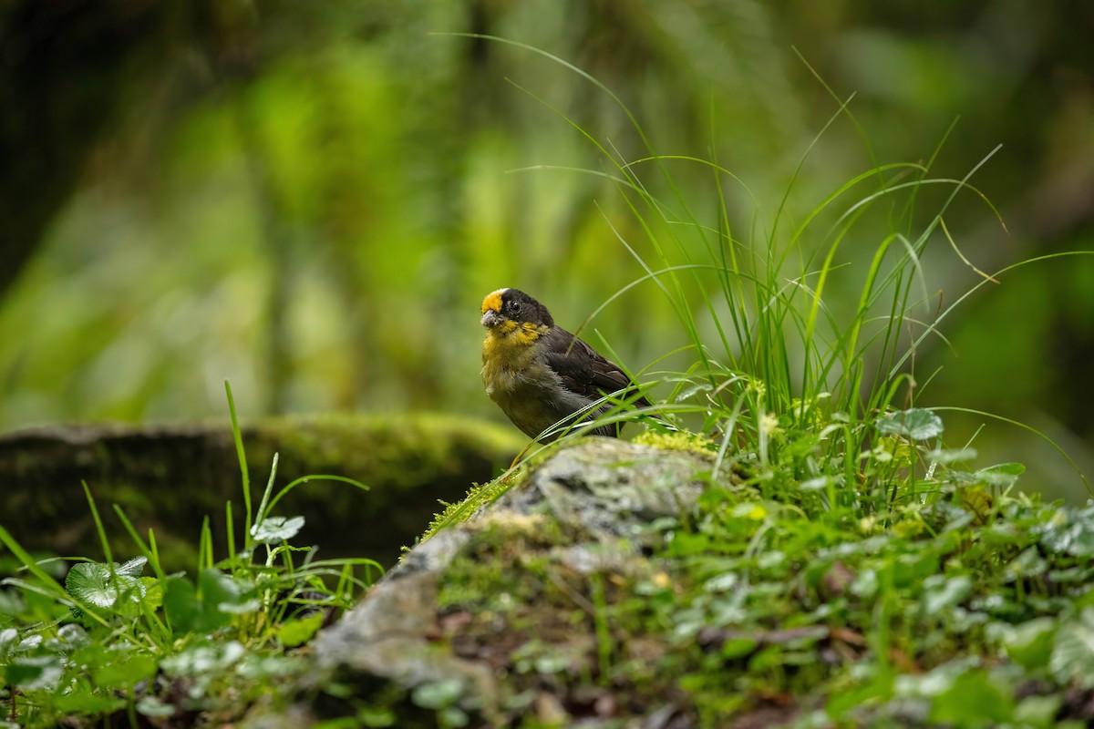 Pale-naped Brushfinch - ML642687500