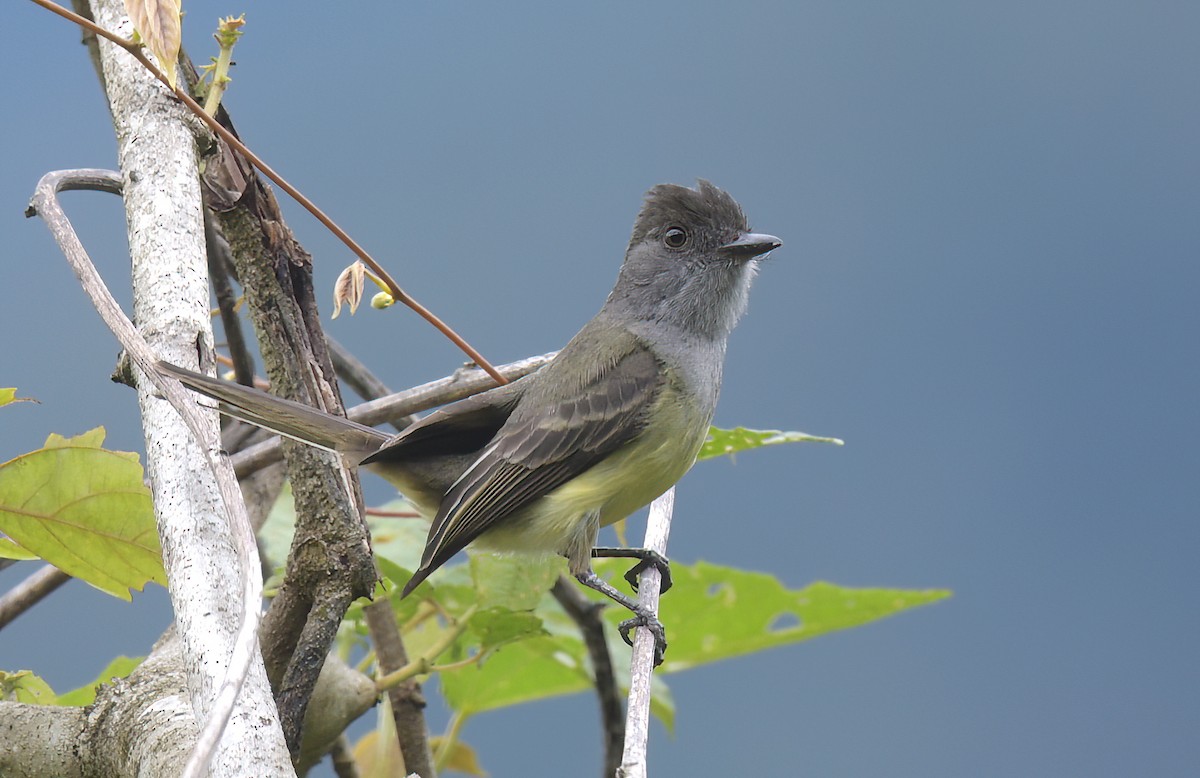 Dusky-capped Flycatcher - ML642687502