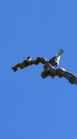 Clark's Nutcracker - ML642687516