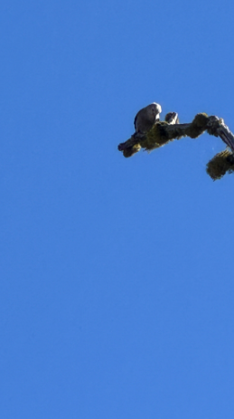 Clark's Nutcracker - ML642687517