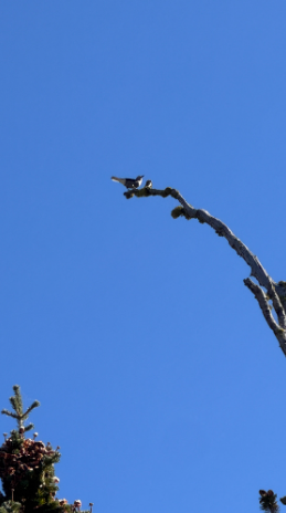 Clark's Nutcracker - ML642687518