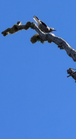 Clark's Nutcracker - ML642687520