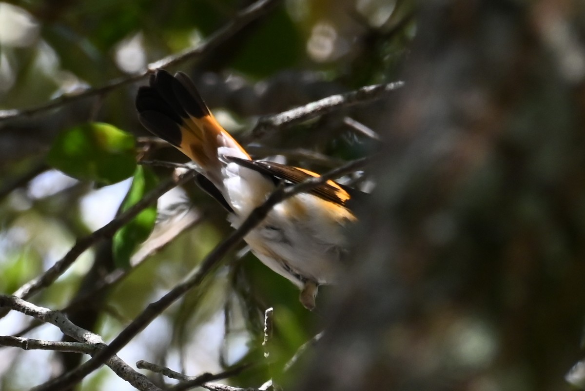 American Redstart - ML642687523