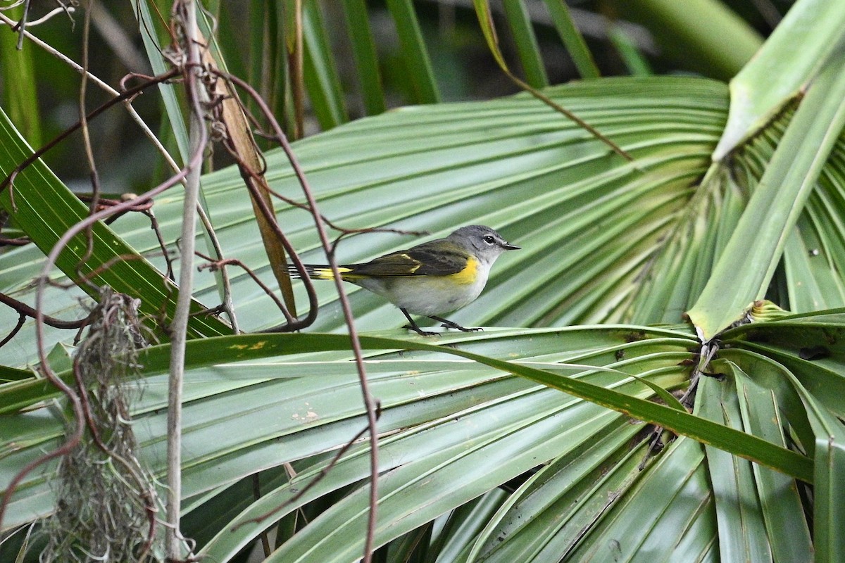 American Redstart - ML642687525