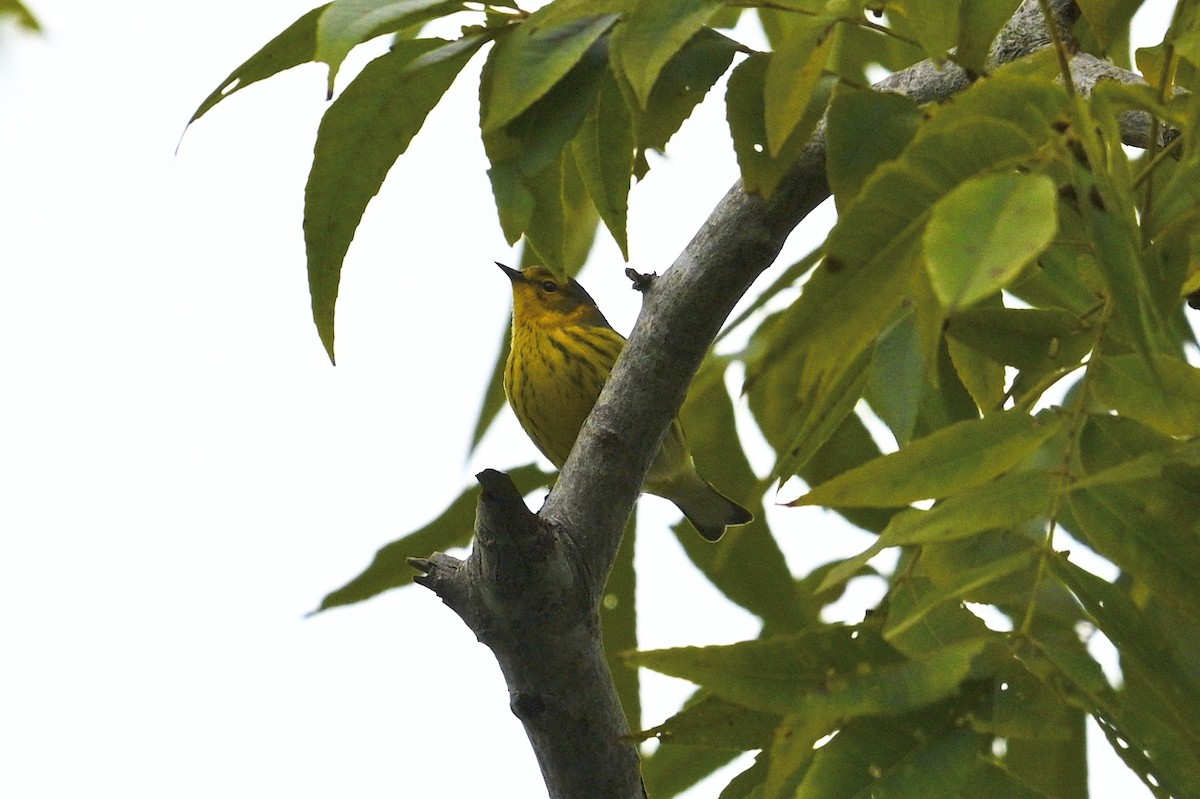 Cape May Warbler - ML642687528