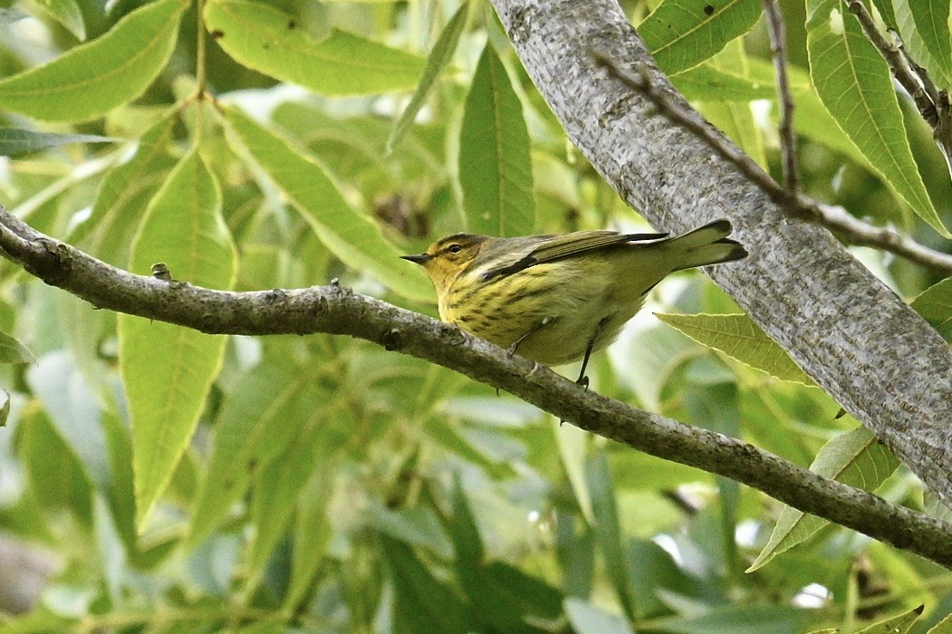 Cape May Warbler - ML642687534