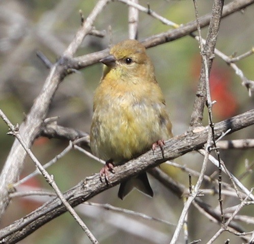American Goldfinch - ML642687542