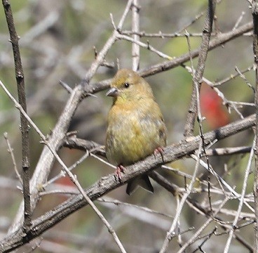 American Goldfinch - ML642687543