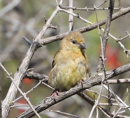 American Goldfinch - ML642687544