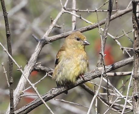 American Goldfinch - ML642687545