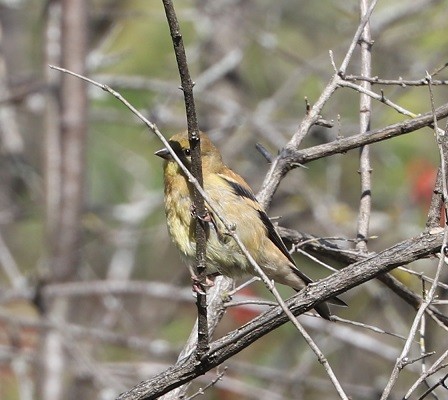 American Goldfinch - ML642687546