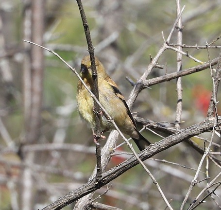 American Goldfinch - ML642687547