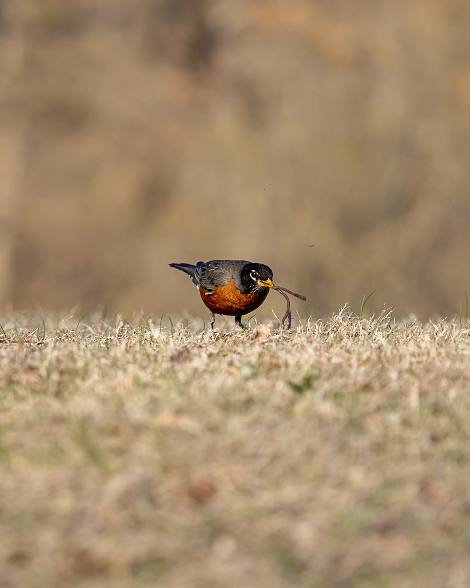 American Robin - ML642687552