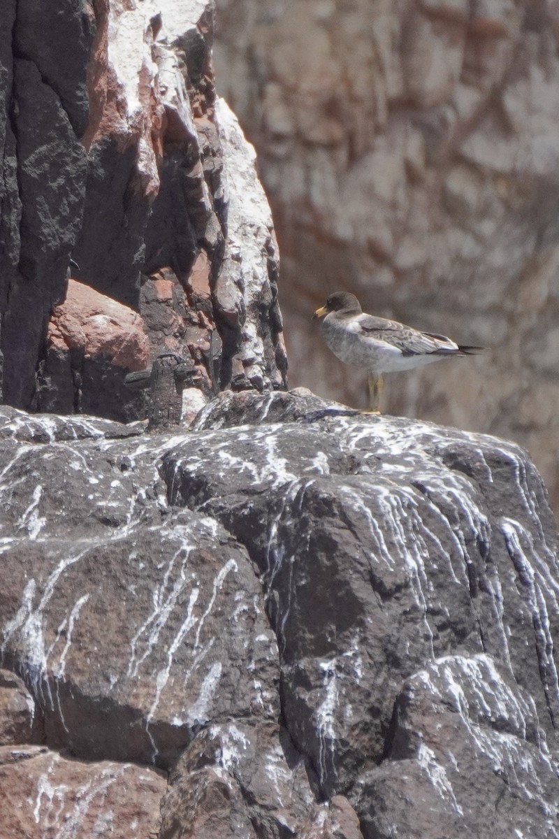 Belcher's Gull - ML642687554