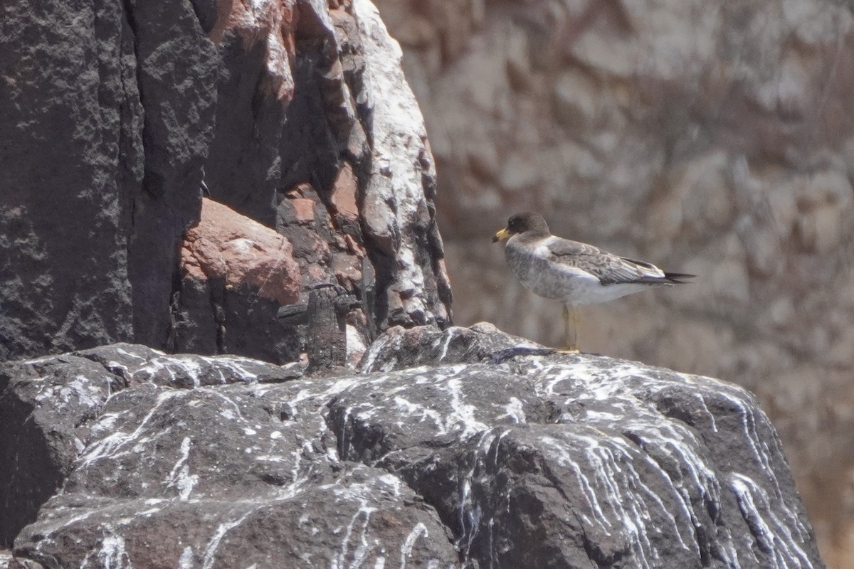 Belcher's Gull - ML642687555