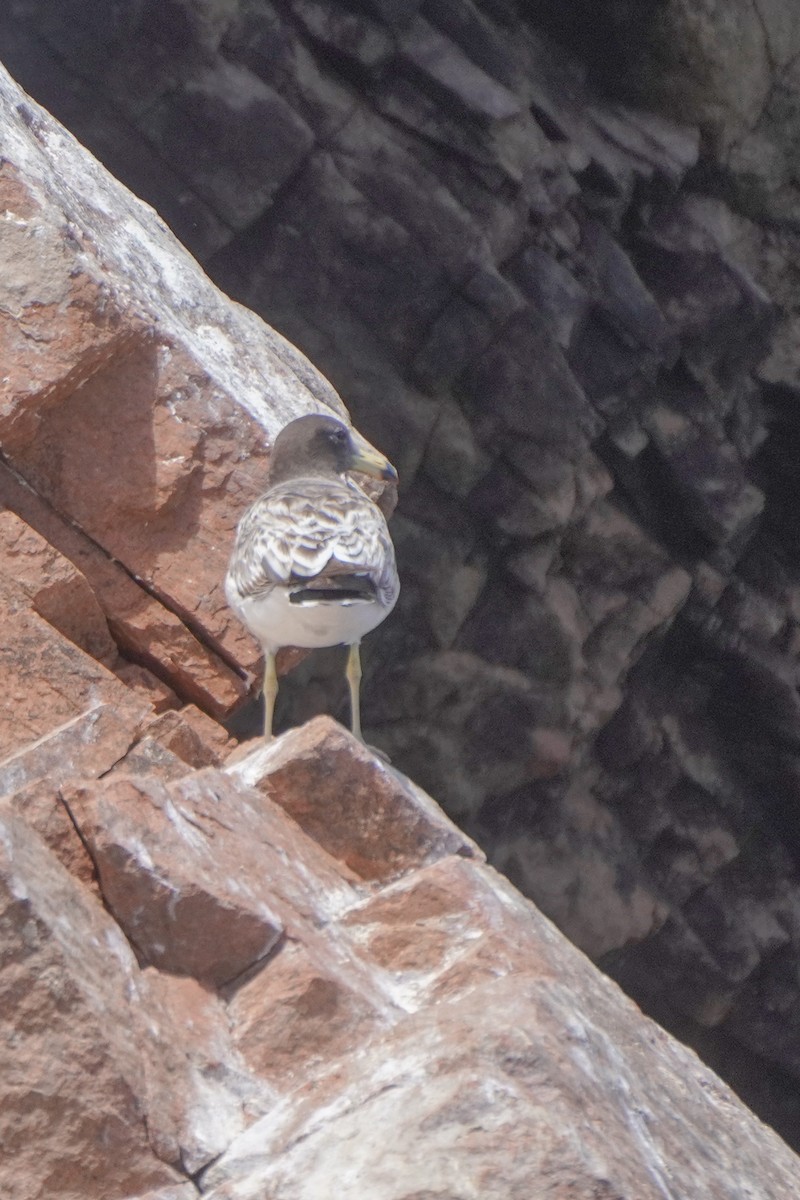 Belcher's Gull - ML642687556