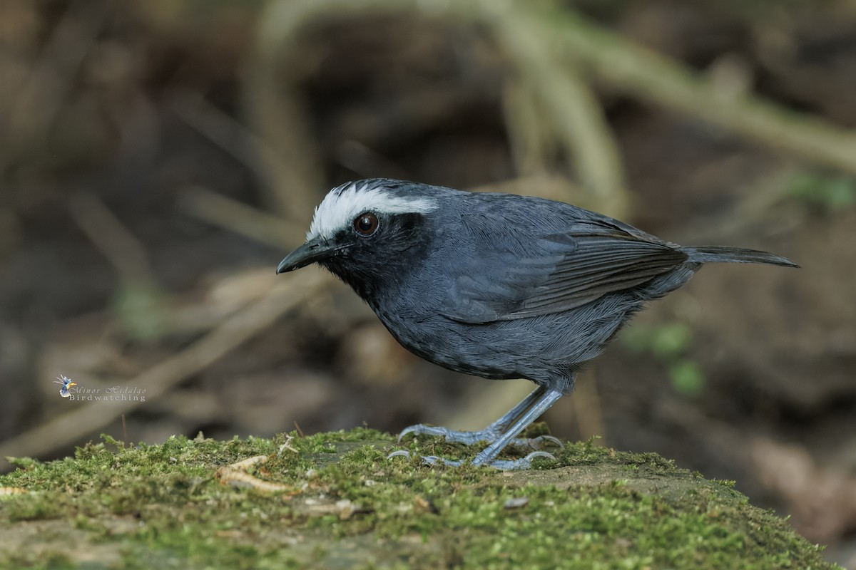 Hormiguero Cejiblanco - ML642687562