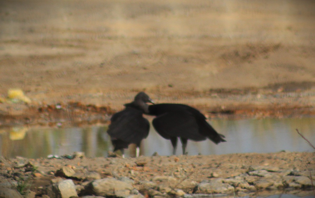 Black Vulture - ML642687563