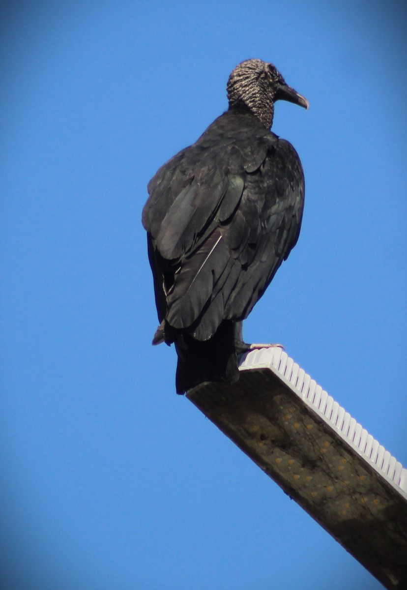 Black Vulture - ML642687564