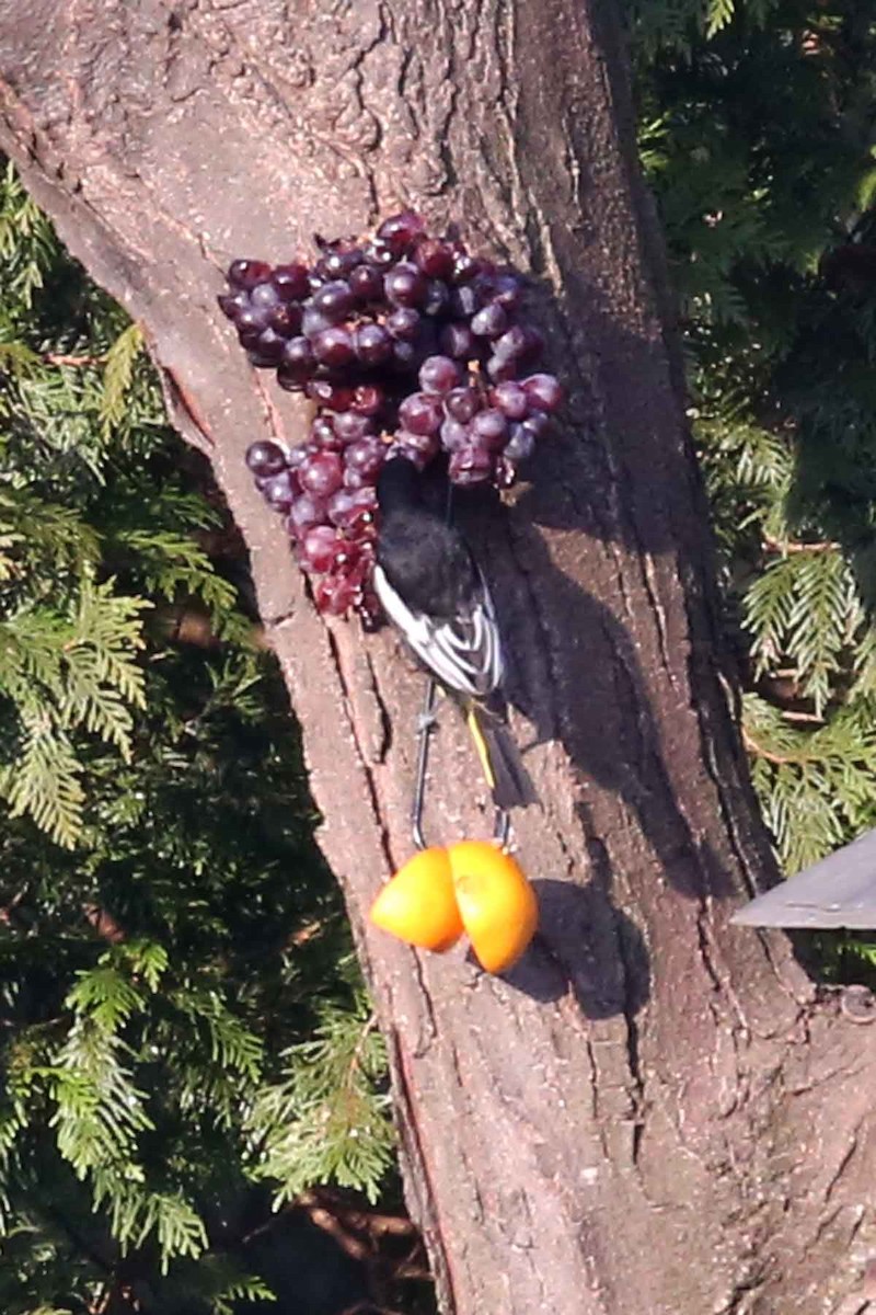 Black-backed Oriole - ML642687574