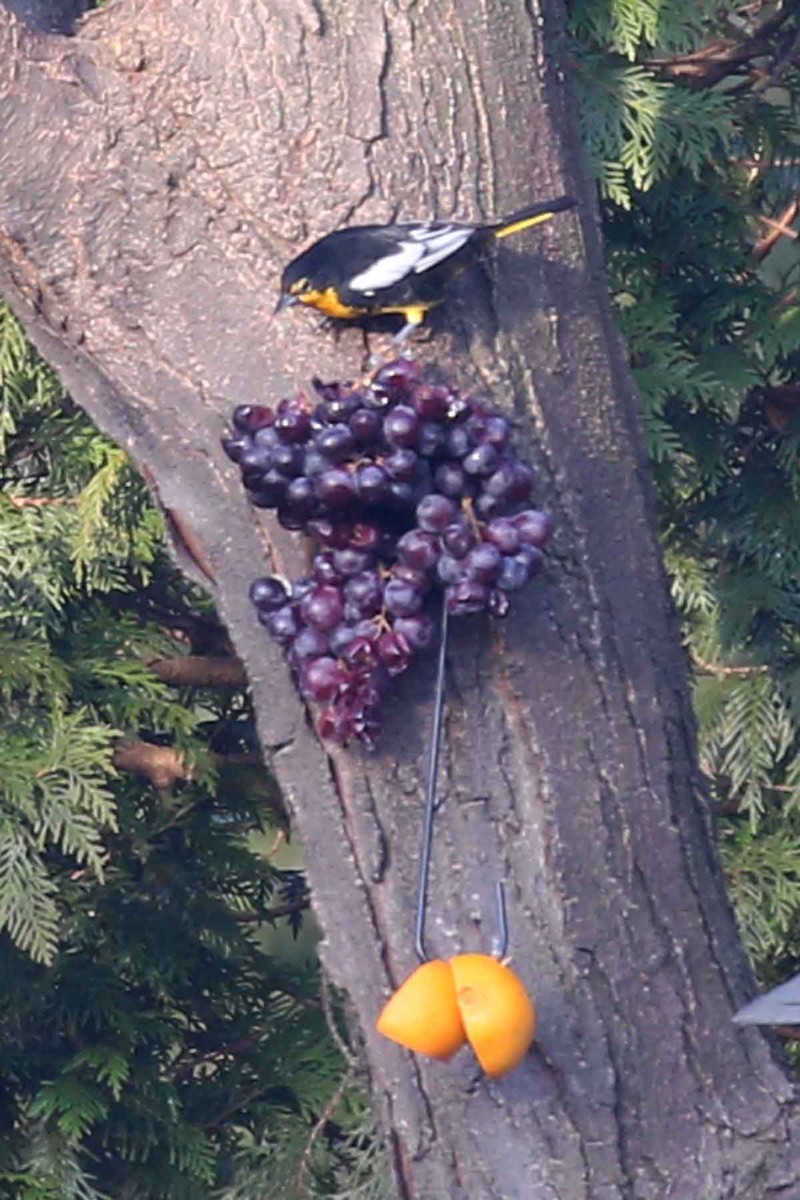 Black-backed Oriole - ML642687575