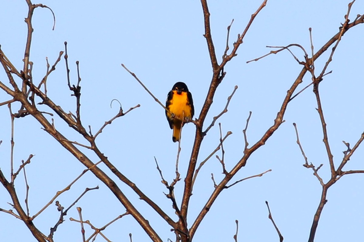Black-backed Oriole - ML642687576