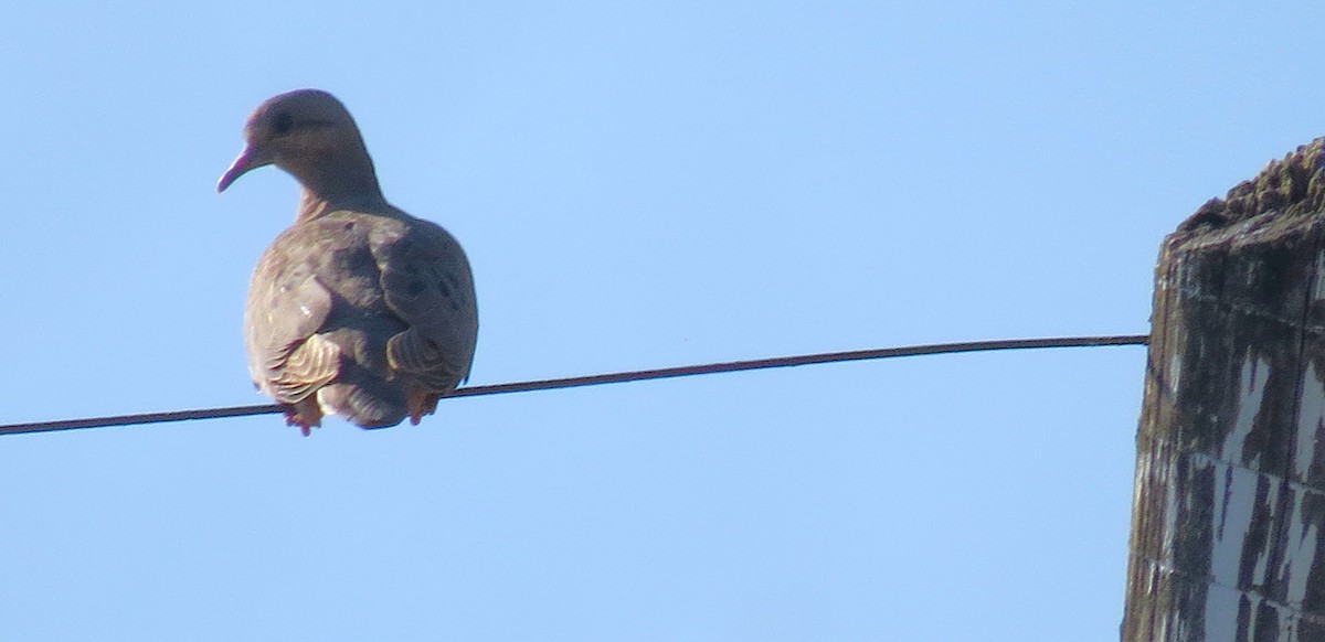 Eared Dove - ML642687605