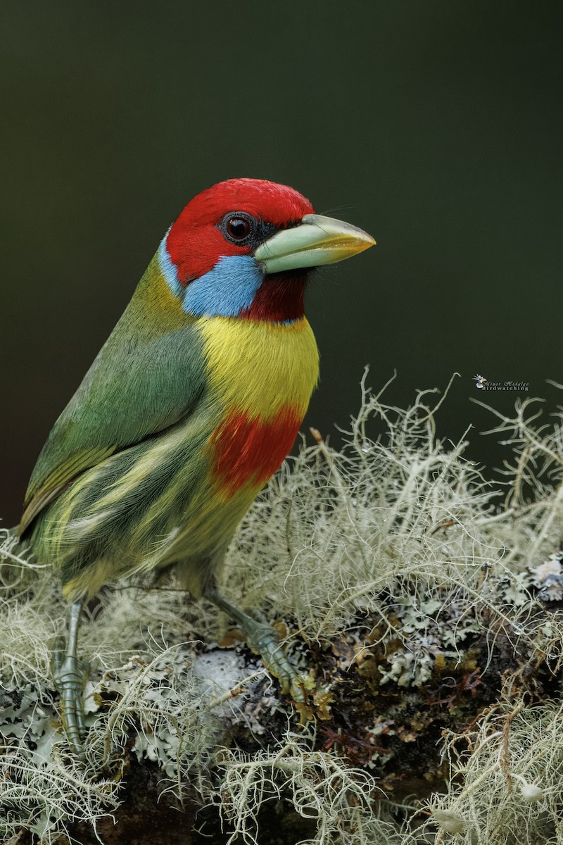 Cabezón Versicolor - ML642687606