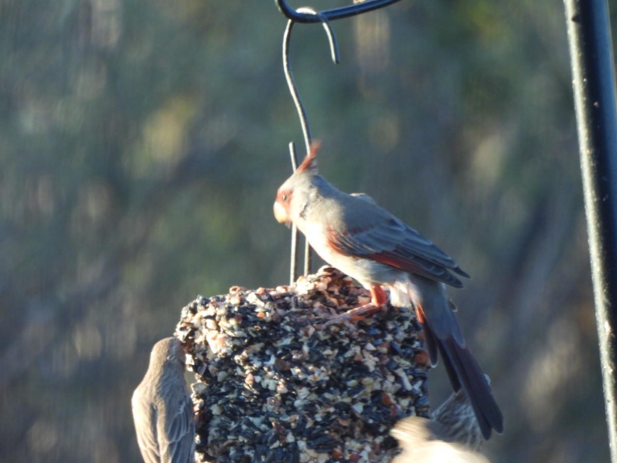 ムネアカコウカンチョウ - ML642687611