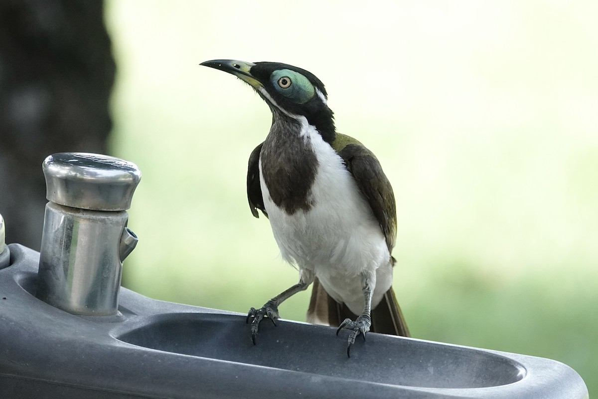 Blue-faced Honeyeater - ML642687612