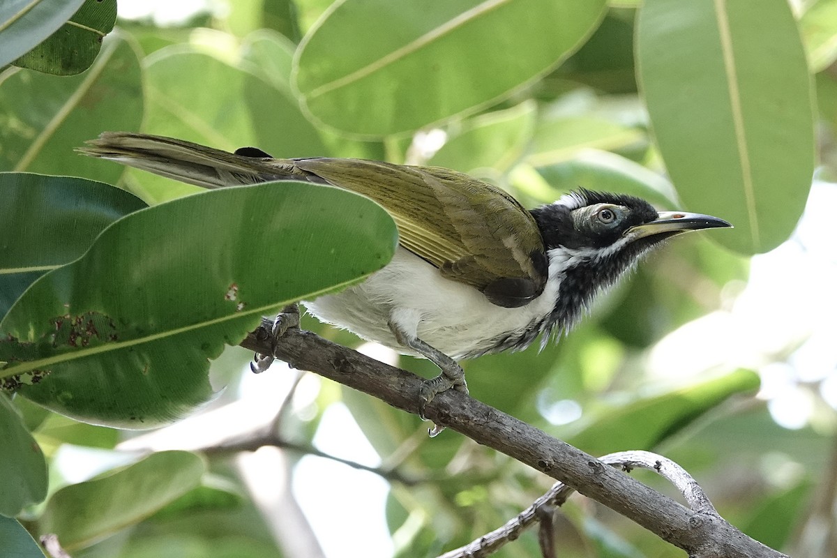 Blue-faced Honeyeater - ML642687613